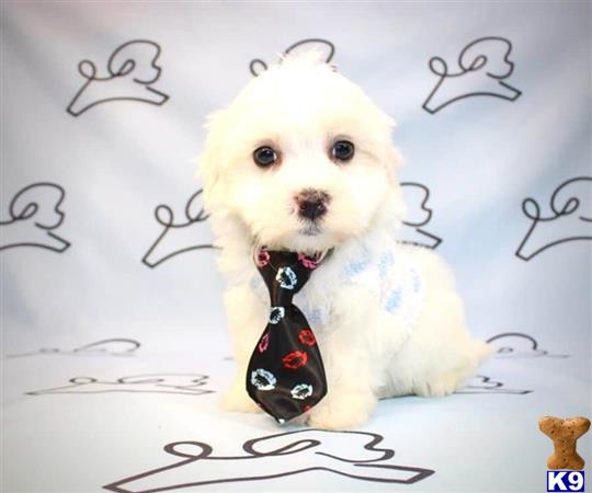 lvpuppyheaven Picture 2